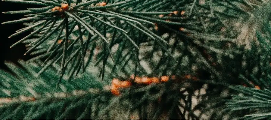 Szkółka Czarneccy - rośliny wrzosowate