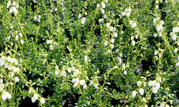 Czarneccy7