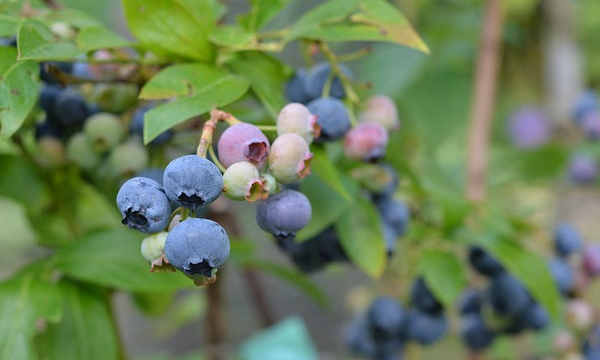 Czarneccy11
