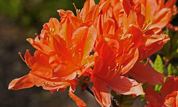 Czarneccy12