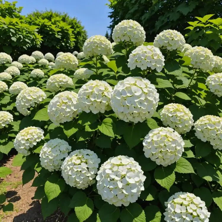 Czarneccy14