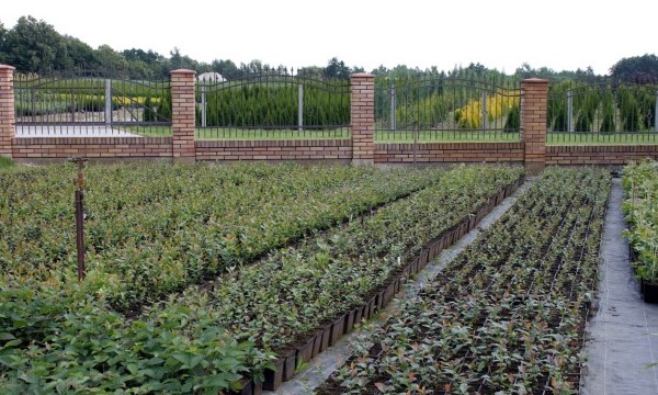 CZARNECCY rośliny iglaste liściaste owocowe wrzosowate różaneczniki azalie wrzosy 03