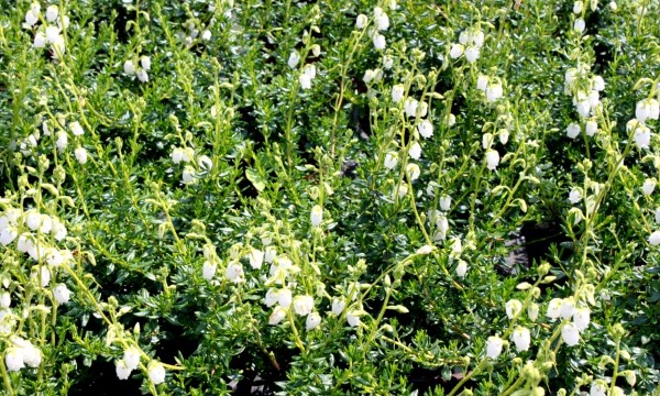 CZARNECCY rośliny iglaste liściaste owocowe wrzosowate różaneczniki azalie wrzosy 07